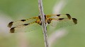 Libellula quadrimaculata f. praenubila-3101